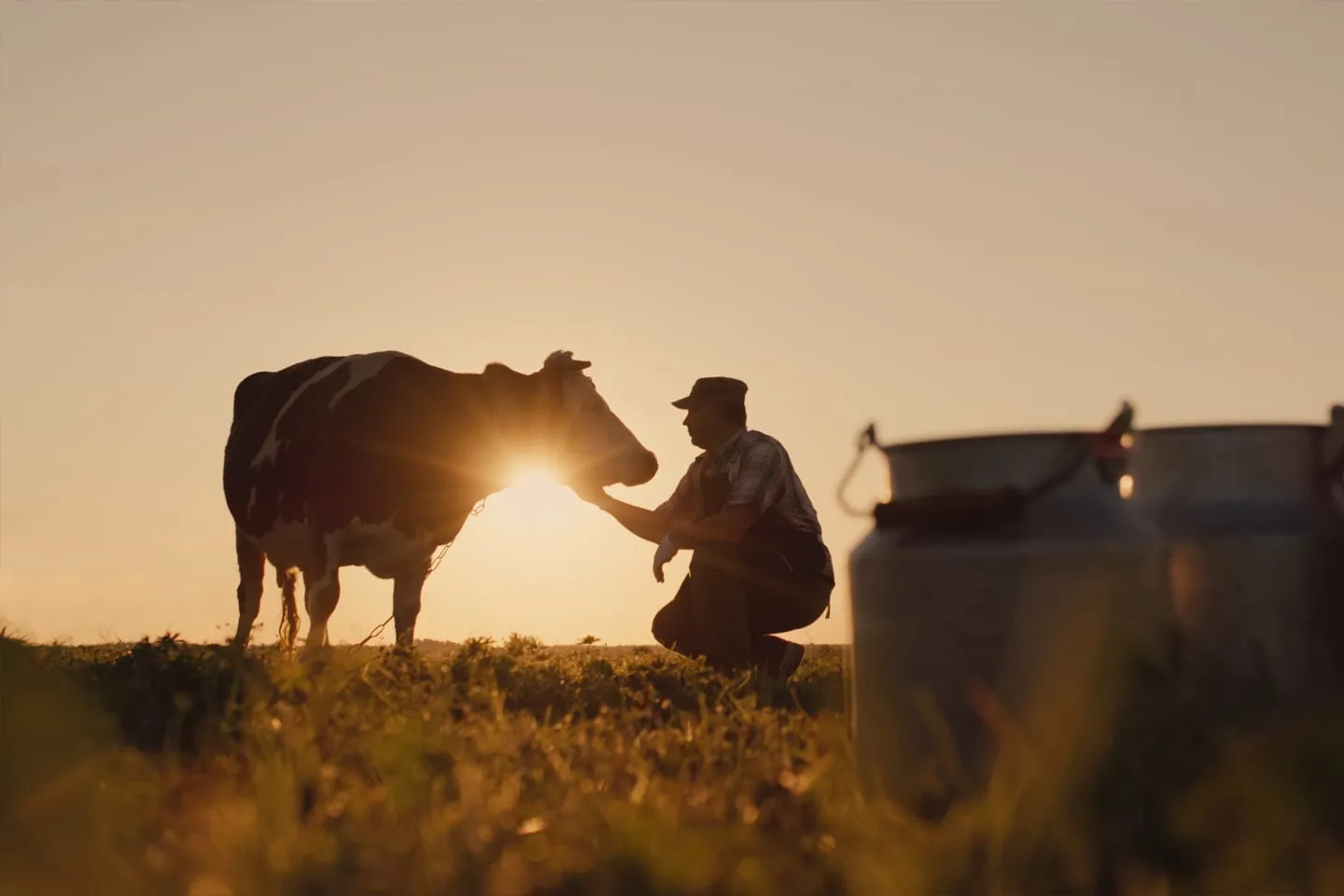 A farmer kneeling beside a cow in a field at sunset