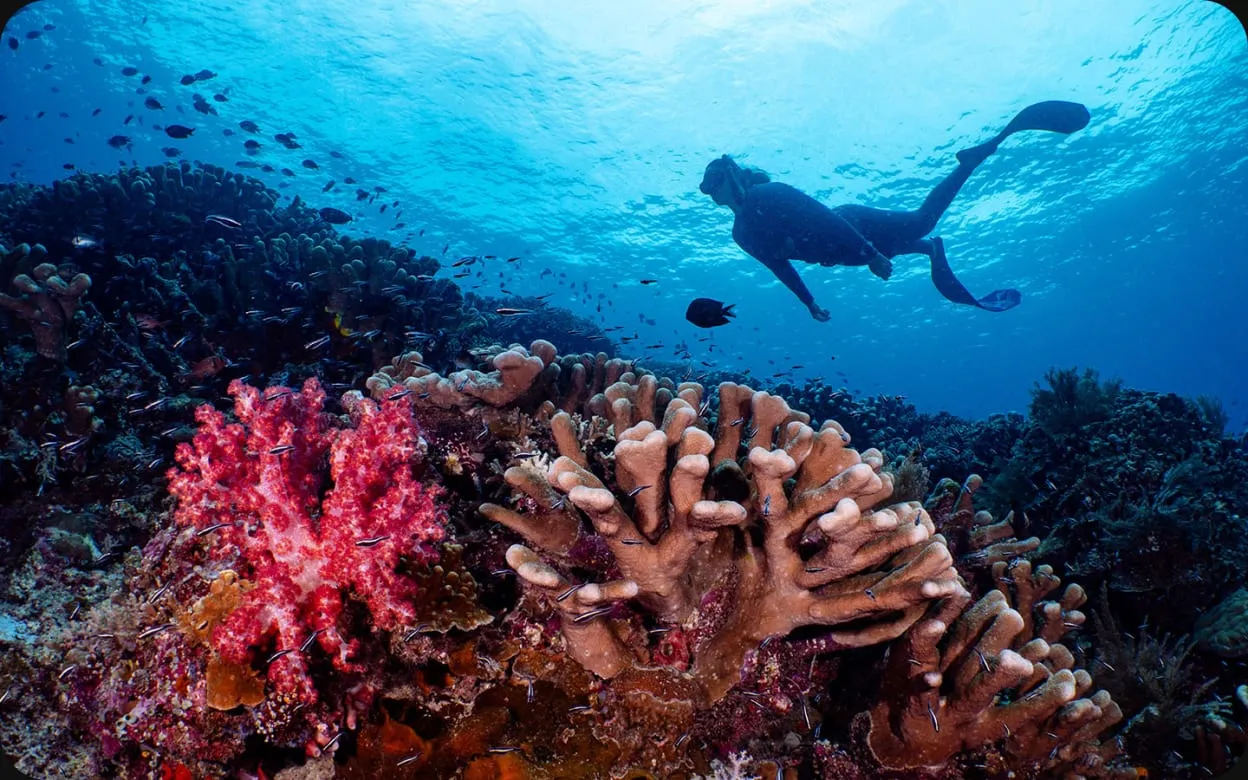 A diver swimming above a coral reef with pink soft coral