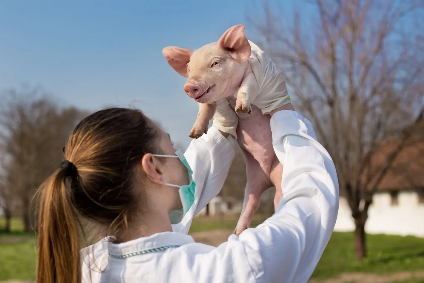 A vet holding up a piglet on a farm