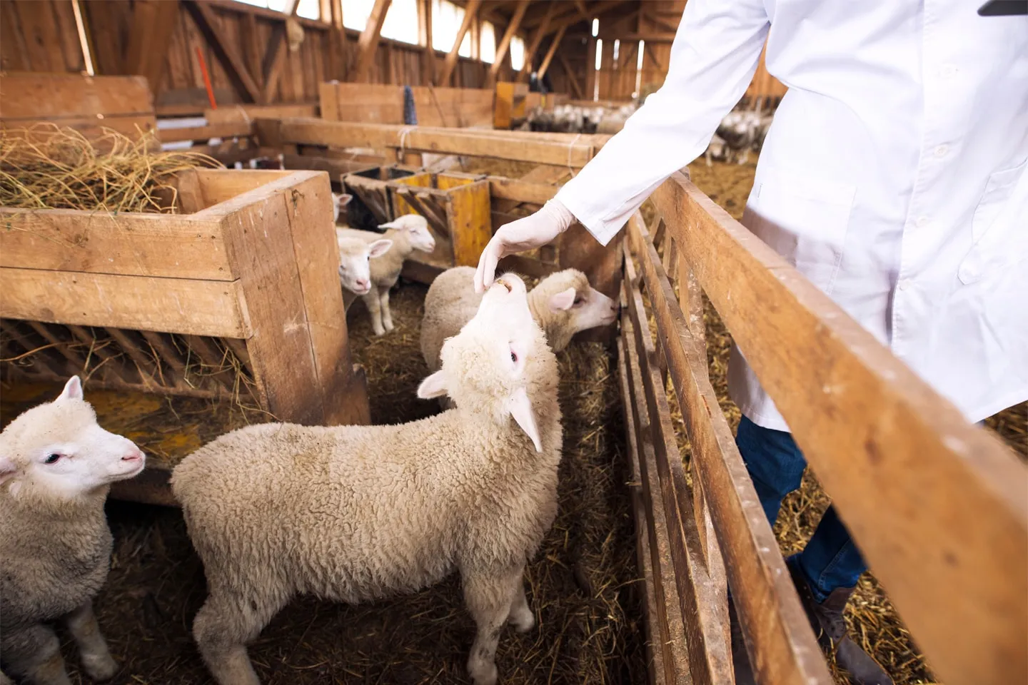 A vet checking lambs in a pen